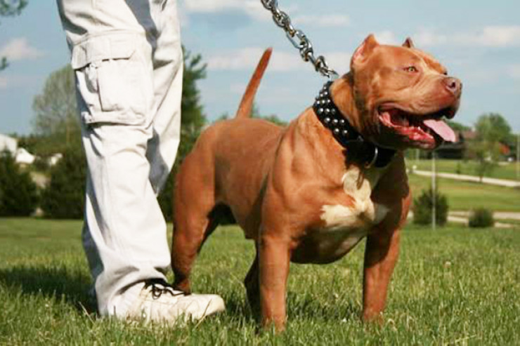 Pitbul itini  saxlamaq neçəyə başa gəlir?