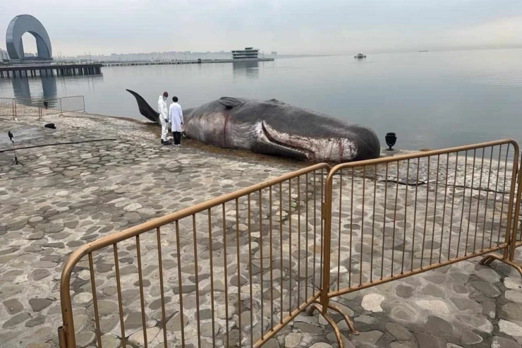 Balinanın maketi buna görə gətirilib - VİDEO  - YENİLƏNİB 