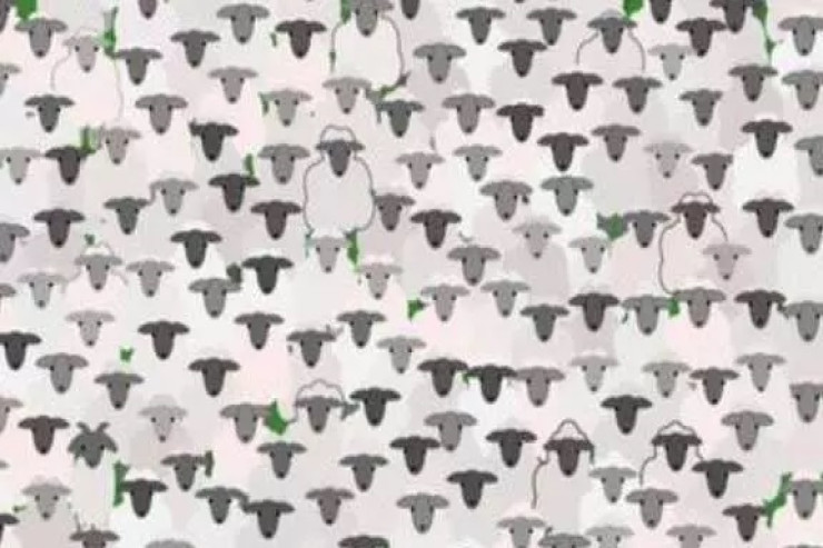 Şəkildəki qoyunların arasından keçini 11 saniyəyə tapa bilərsiniz? 