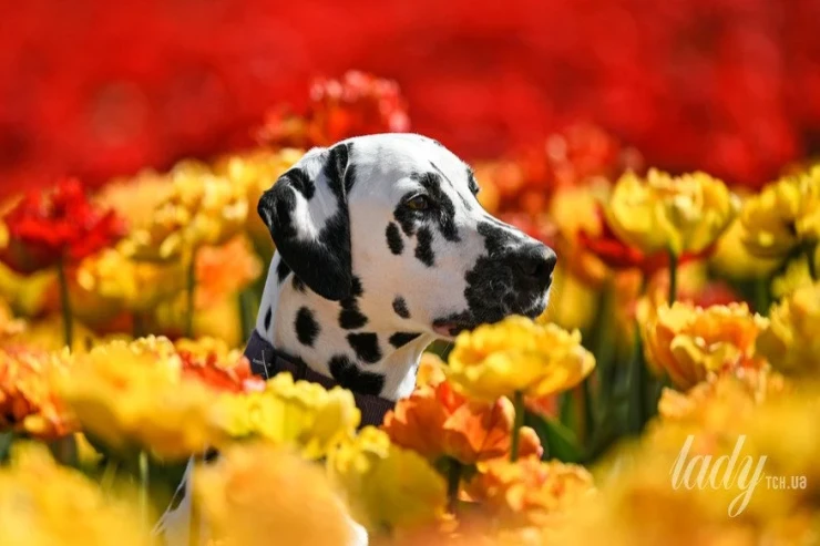 İtlərin maraqlı və təəccüblü VƏRDİŞLƏRİ 