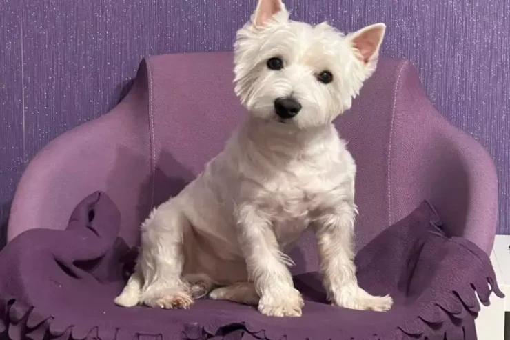 İtin eşitmə qabiliyyətini itirməsinə səbəb olan 3 SƏS 