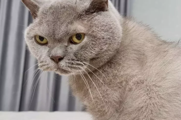 Pişiklər  qisas alırmı?   - Bu 4 jest diqqətinizdən yayınmamalıdır 