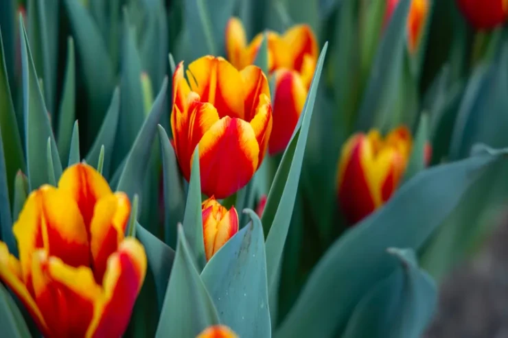 Bu ölkədə lalə dərənləri  12 milyon cərimə gözləyir