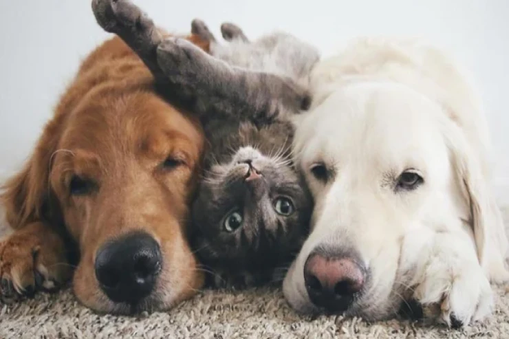 Ev heyvanları  sizin rifahınızı həyat yoldaşı qədər artıra bilər