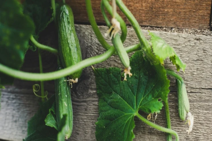 Xiyar üçün ən yaxşı gübrə:  qəpiklərə başa gəlir, noxud və... 