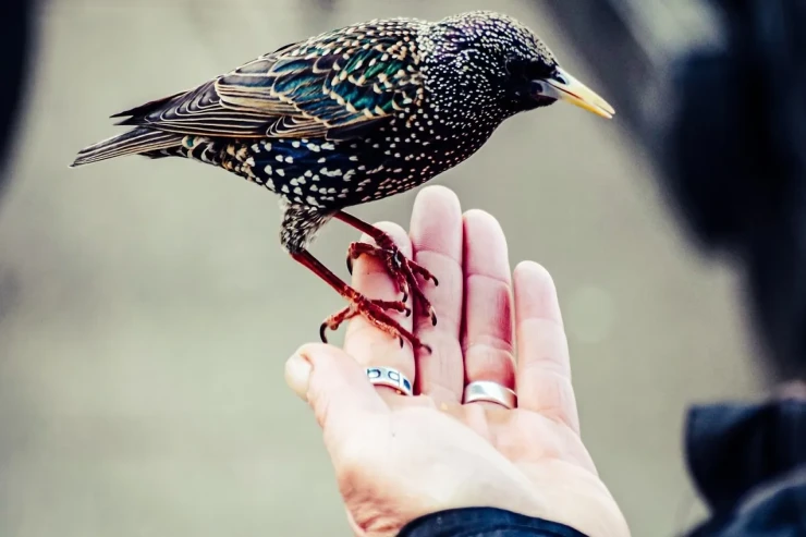 Jurnalistin canlı efirdə başına  quş qondu   -VİDEO 