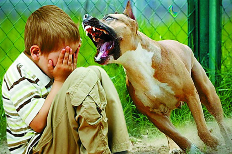 Ağdamda azyaşlını it dişlədi 