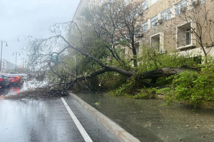 Bakıda güclü külək ağacları aşırdı - FOTOLENT 