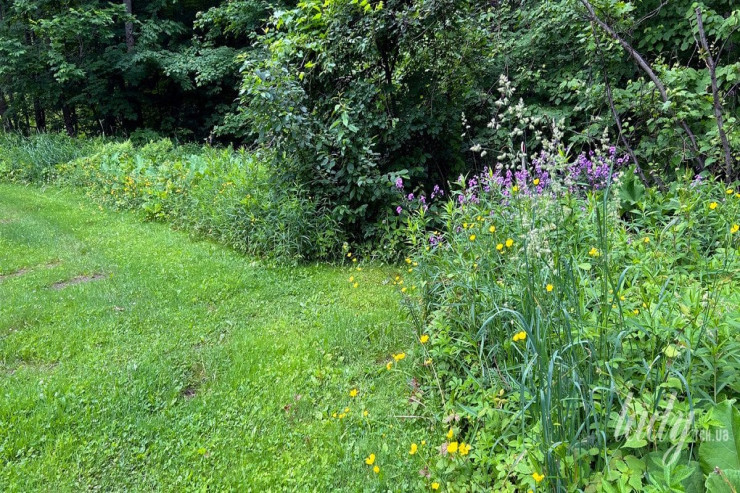 Alaq otlarını təmizləməyin ən asan YOLLARI 