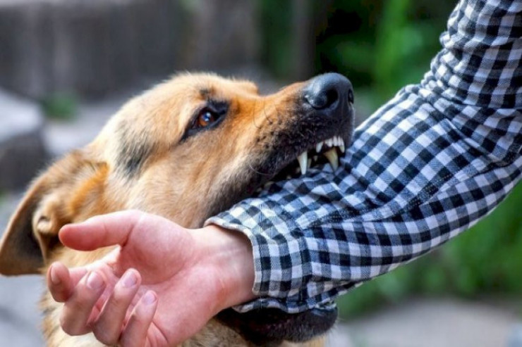 Sahibsiz itlər yaşlı kişini parçaladı - VİDEO 