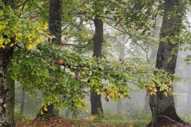 6 saniyədə meşədə  dələ tapın:   Ovçu gözünə ehtiyacınız var