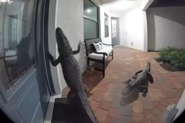 Qapısı  döyüldü:   kameradan gördüyü mənzərədən şoka düşdü 