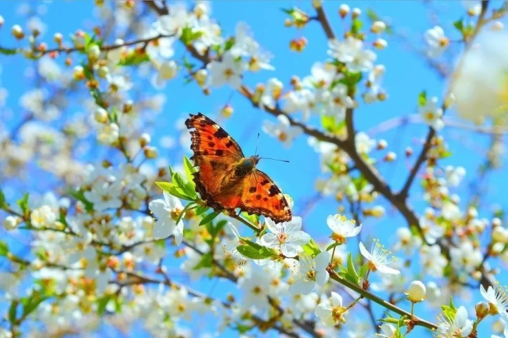 Sabah  29 dərəcə isti   olacaq, axşam yağış yağacaq  - Hava PROQNOZU 