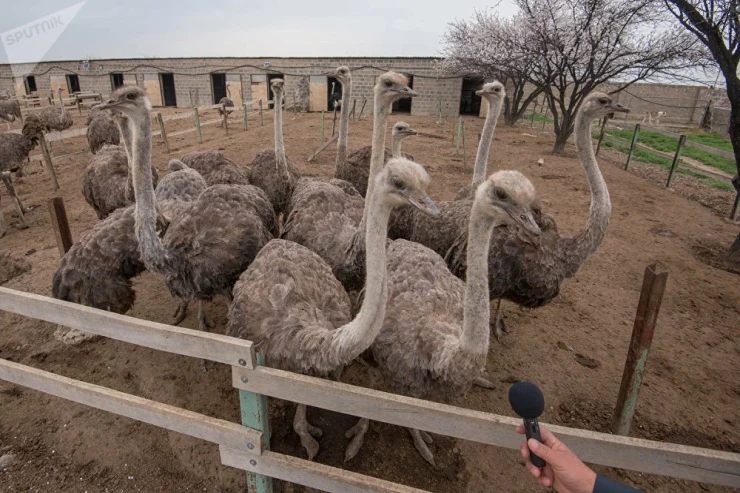 Dəvəquşu fermasının sahibi özünü güllələdi 