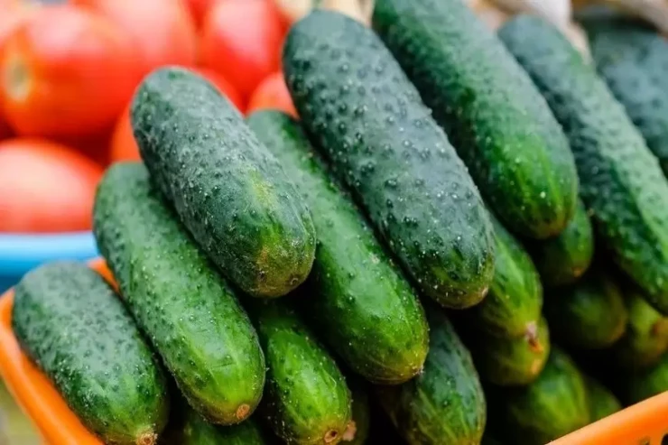 Gəncədə  bir ailənin 5 üzvü  xiyardan zəhərləndi - YENİLƏNİB 