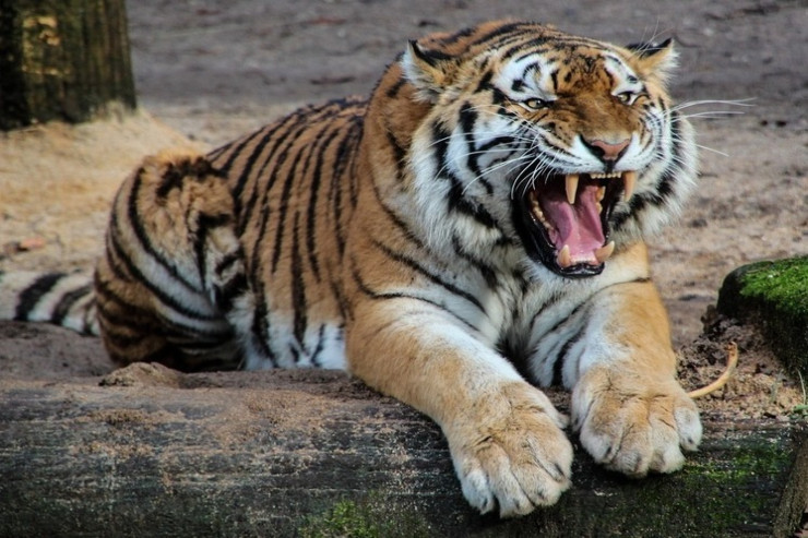 Pələng uşağı ailəsinin yanında parçalayıb yedi 