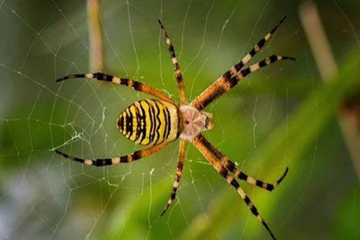 Yuxuda hörümçək  görmək nə deməkdir?