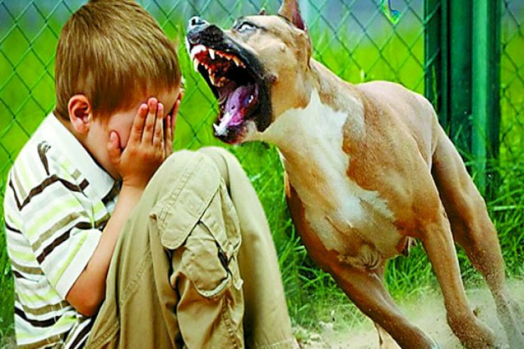 Qubada it  məktəblinin başını   yedi -YENİLƏNİB 