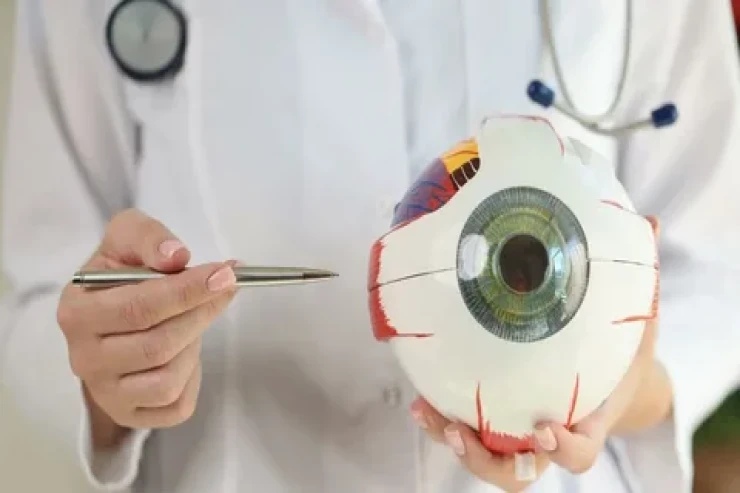 Bu tədqiqat görmə qabiliyyətinin  bərpasında baza rolunu oynaya bilər