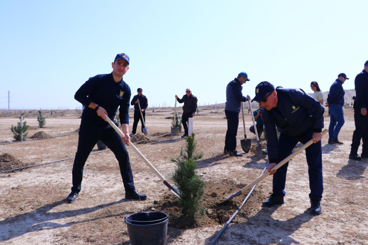 Prokurorlar ağacəkmə kampaniyasında