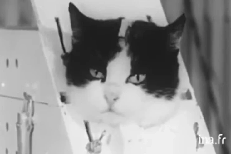 Bir canlının  tragik taleyi: Kosmosa gedən ilk  pişik