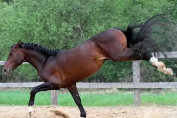 Samuxda at uşağı vurdu 