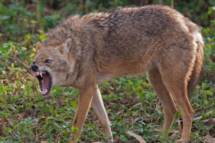 Oğuzda çaqqal kişini  dişlədi