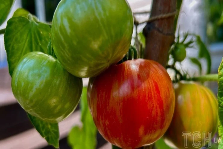 Pomidor və çiyələyi bu iki təbii məhsulla  qidalandırın: Daha dadlı olacaq 