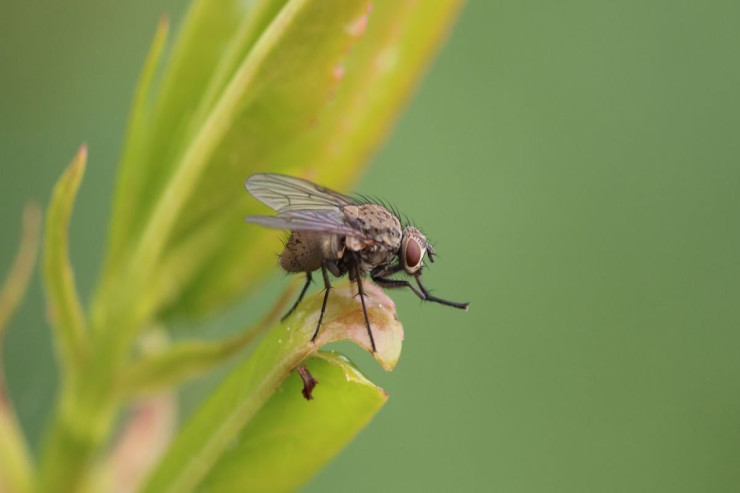 Üzərinə  milçək qonan yeməyi   yemək olarmı? - AÇIQLAMA 