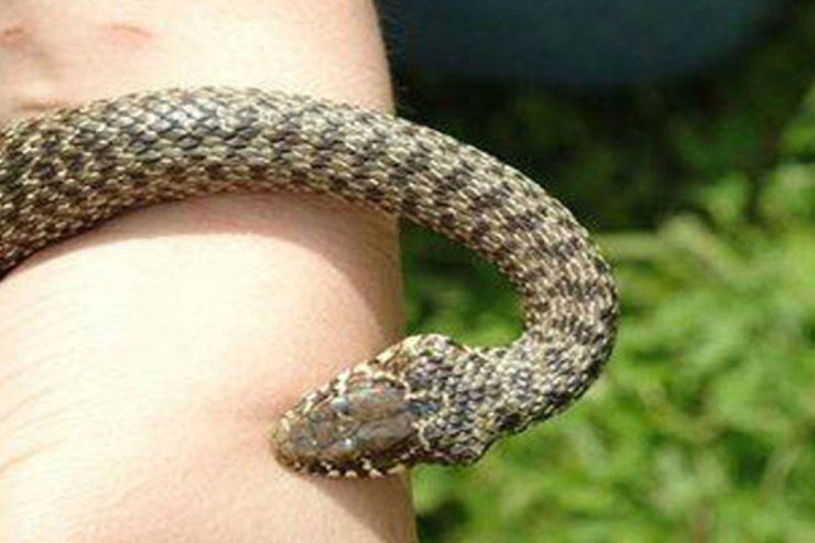 Şəmkirdə 52 yaşlı qadını ilan sancdı