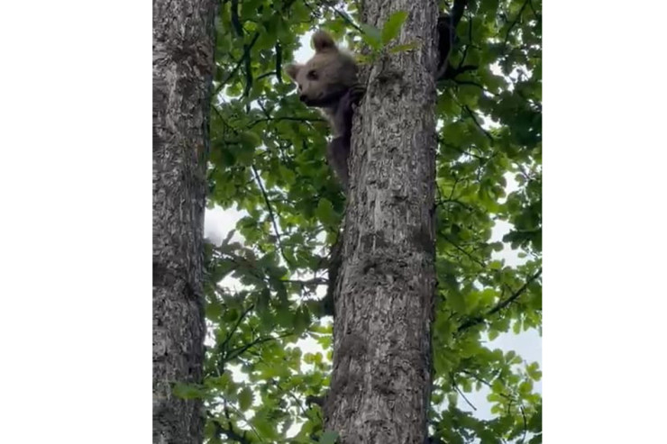 Laçında ayı balası-FOTO 