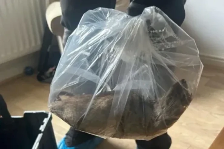 Britaniyada ən böyük  siçovul tutuldu