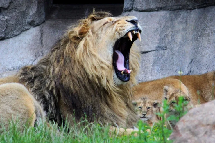 Heyvanxanadan vətəndaşlara ÇAĞIRIŞ:  ev heyvanlarınızı yırtıcılara yedizdirməyə gətirin 