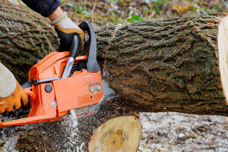 Azərbaycanda yaşıllıqlara 20 min manata  yaxın ziyan dəydi