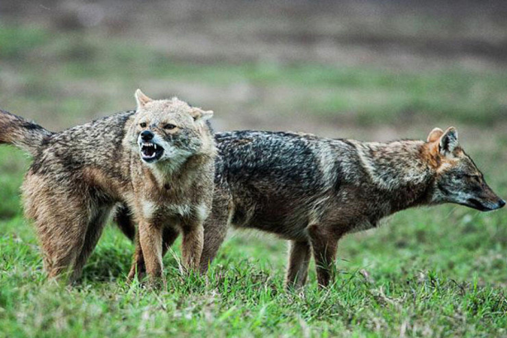 Cəlilabadda çaqqal sakinlərə hücum etdi 