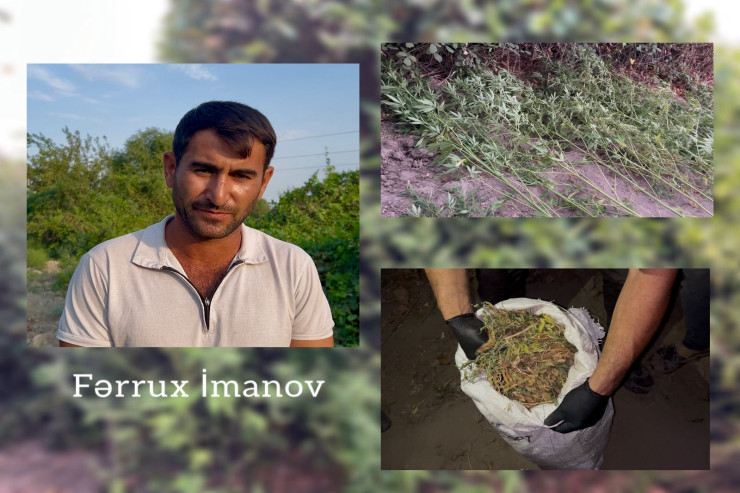 Kür çayının sahilində tunel qazıb  narkotik becərirdi, saxlanıldı - VİDEO 