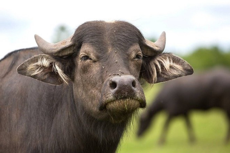 Yuxuda camış  görmək nə deməkdir?