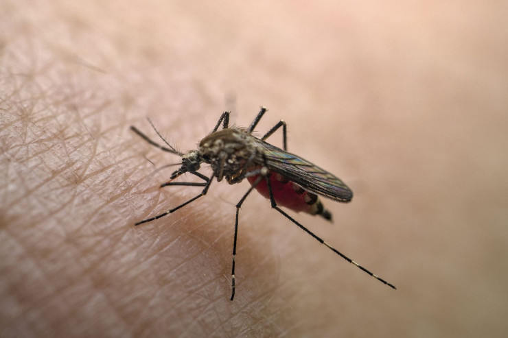 Ağcaqanadlarla yayılan virus Azərbaycana gəlib? - RƏSMİ 