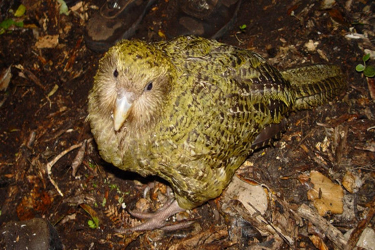 Pişik qədər çəkisi var: Dünyanın ən qeyri-adi  tutuquşusu