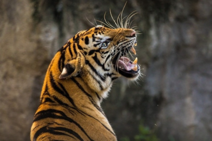 Pələng ibtidai sinif müəllimini parçaladı 