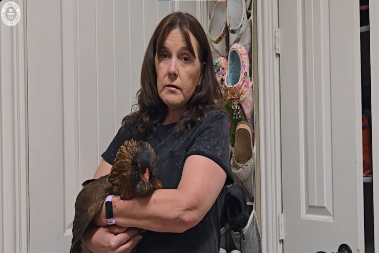 Dünyanın ən yaşlı toyuğu  rekordlar kitabına düşdü: suçiçəyi də keçirib 