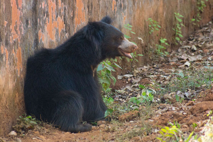 Dünyanın ən təhlükəli   ayısı 8 yaşlı uşağı parçaladı 