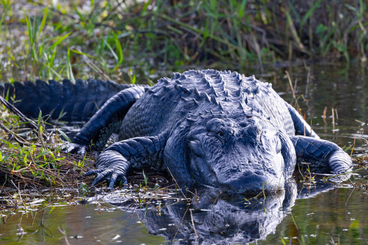 Arvadını iri timsahın ağzından xilas etdi 