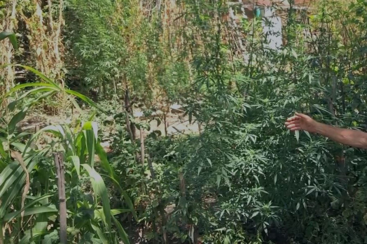 Pomidor-xiyarın arasında narkotik əkmişdi,  saxlanıldı - VİDEO 