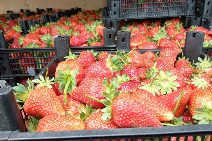 Cəlilabadda ŞOK:  yoldan çiyələk   alan gənc oğlan qəfil öldü 