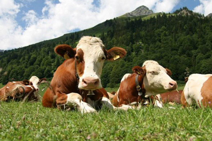 Daşkəsəndə 16 min manatlıq  inəklər oğurlandı