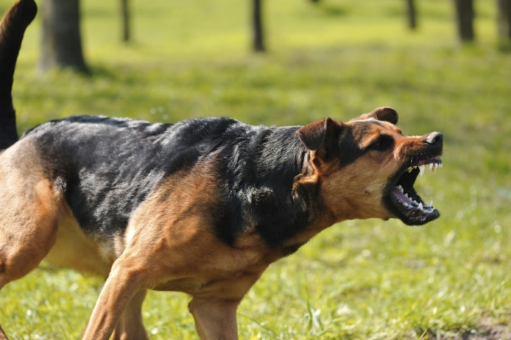 İt 64 yaşlı sahibini parçaladı 