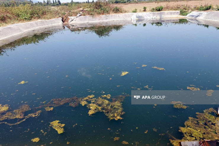 Lənkəranda gənc oğlan göldə boğuldu  - YENİLƏNİB 