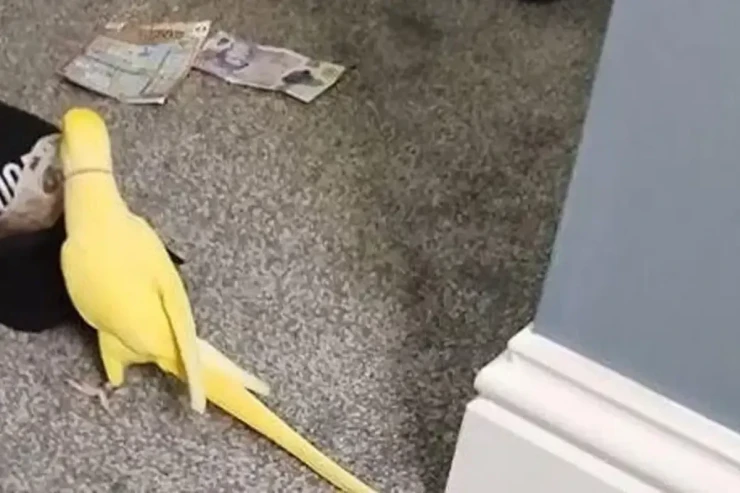 Polis tutuquşu   sayəsində narkoşəbəkəni ələ keçirdi 