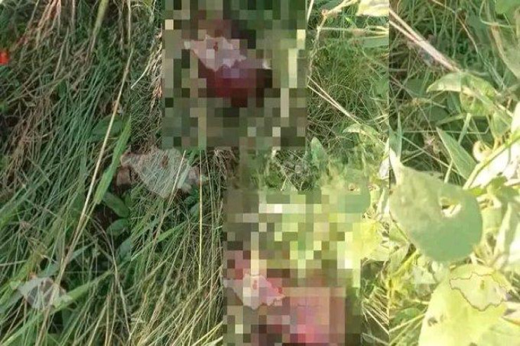 Dəhşət:  Yolda 6 insan başı tapıldı -VİDEO 